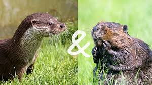Préservation de la loutre et du castor