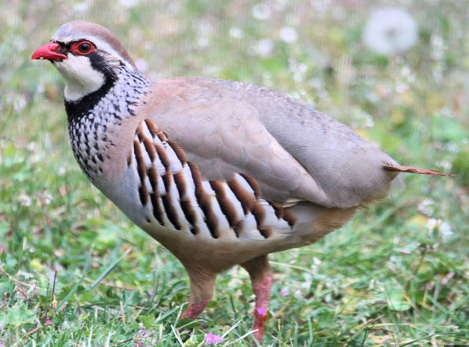 Chasse – dates et quotas « Perdrix rouge »