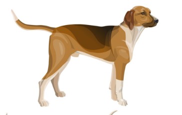 Arrêté autorisant les chiens de rouge pour la chasse